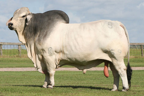 BRC Mr. V8 259/7 Semen