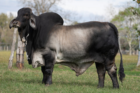 BRC Checks In The Mail 188 Semen USA