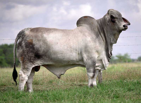 BRC Swing Wide 189 Semen