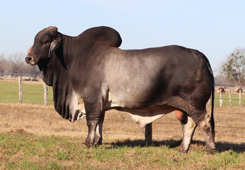 BRC Yetistone 588/8 Semen