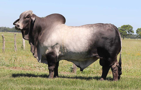 M2 BRC Captain 518/1 "Captain" Semen International