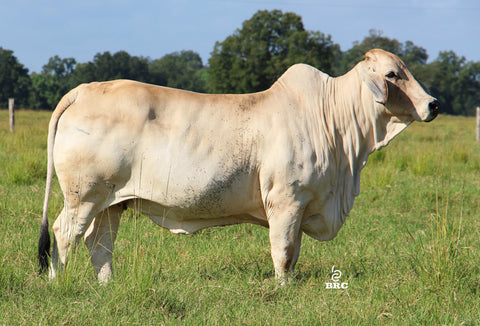 JDH Miss Emily 477/7 x Man of Steel Embryos - International Only