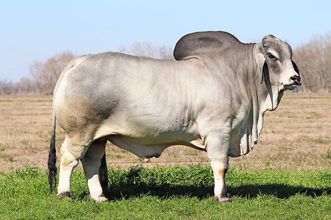 BRC Dutton 376/8 Semen International