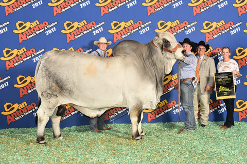 JDH Miss Emily 477/7 x Man of Steel Embryos - International Only