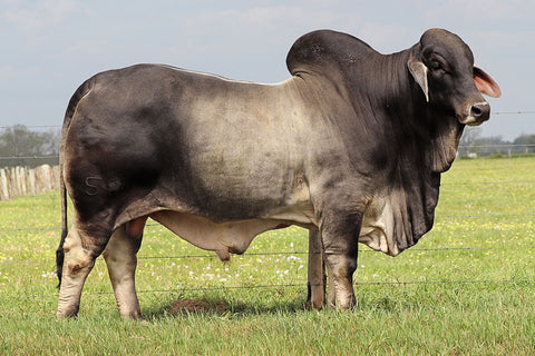 BRC Yetistone 588/8 Semen