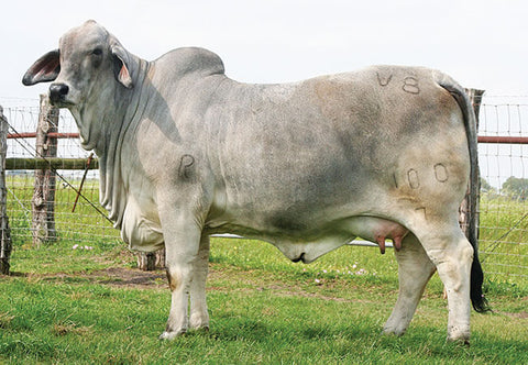 BRC Tugboat Captain 125 (S) Semen
