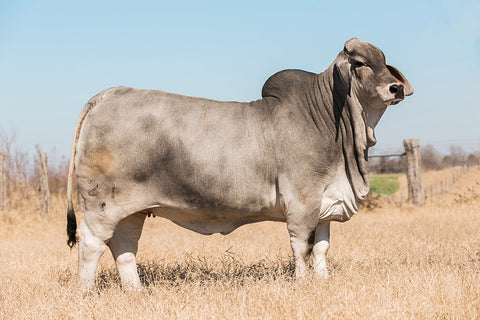 BRC Yetistone 588/8 Semen