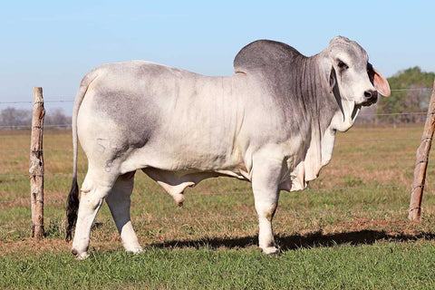 Mr. V8 542/8 Semen