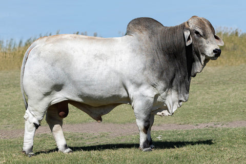 ECC Polled Maverick 302/9 (P)