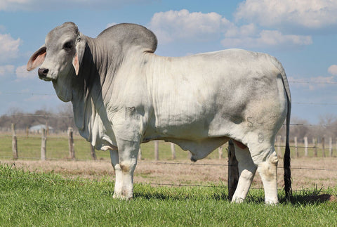 Mr. V8 542/8 Semen