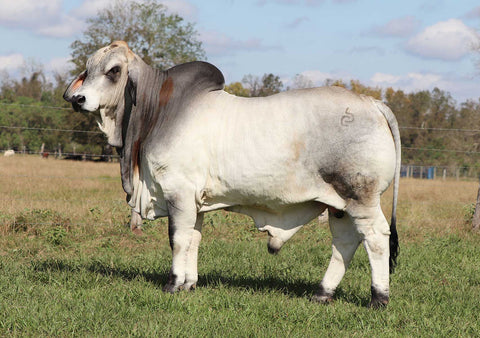 All USA Semen Sires