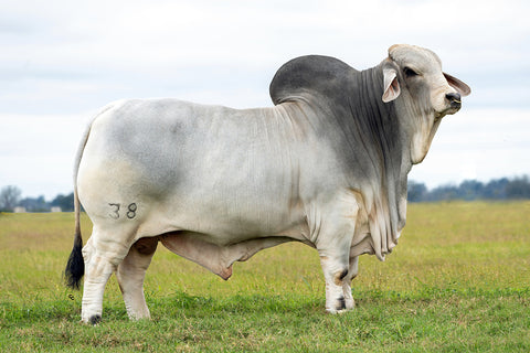 Semen Sales