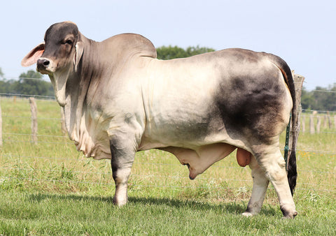 Sexed Heifer Semen