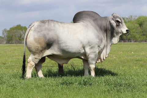 International Semen