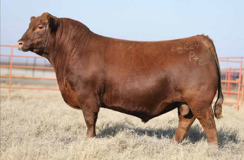 Bos Taurus Collection