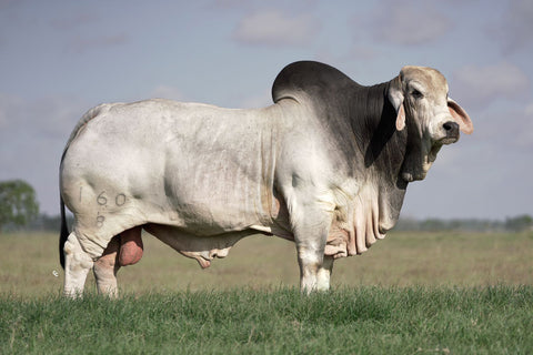 BRC Champion Makers International Semen Package