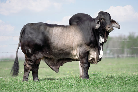 BRC Checks In The Mail 188 Semen