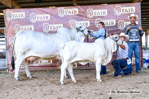 Embryos - BRC Dolly 118 Embryos - International Only