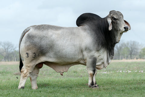 BRC Federale 331 International Semen