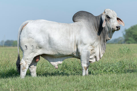 BRC Federale 331 USA Semen