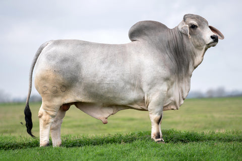BRC Geronimos Cadillac 230 International Pre-Sale - Expected Summer 2025