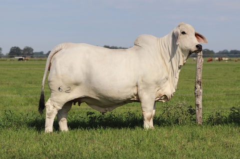 BRC Lady Sugar 62 x BRC Dutton 376/80 Embryos