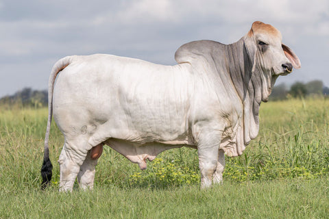 BRC Moves Like Jagger 382 International