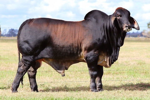 BRC Republic of Texas 36 "El Tejano" Semen International