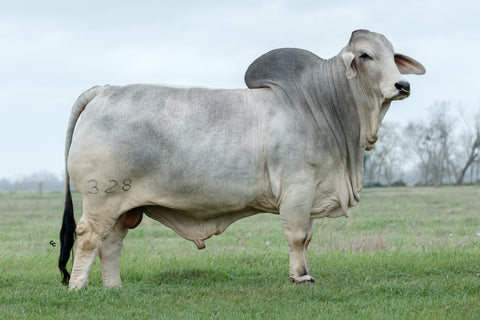 BRC Six Gun 328 International Semen