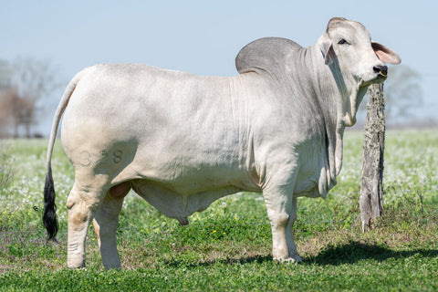BRC Six Gun 328 International Semen