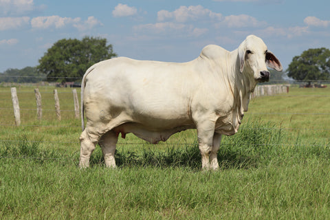 Embryos - BRC Sweetie 486/8 - International Only
