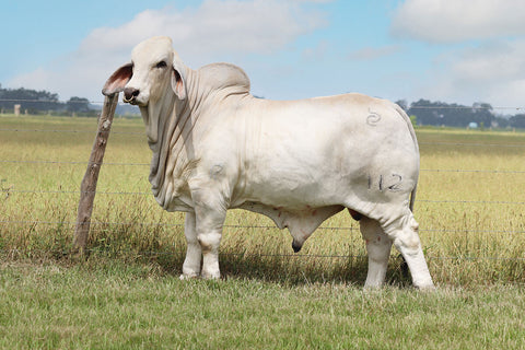 BRC Whoa Macklin' 112 International Semen