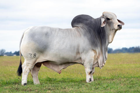 BRC Mr. Boom Box 38 Semen International