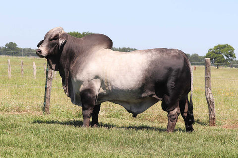 Lupita 835/7 Embryos for International Only