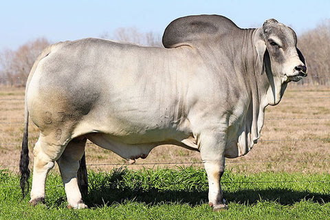 JDH Miss Pearl 449/4 x Dutton 376/8 Embryos - International Only