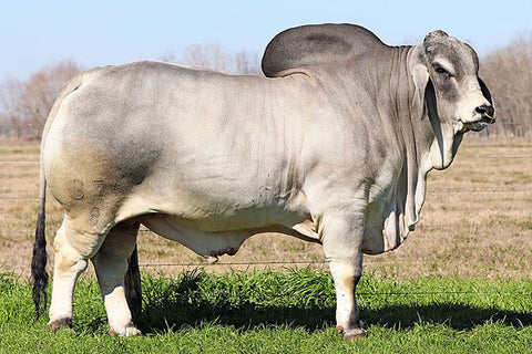 BRC Dutton 376/8 USA Sexed Semen