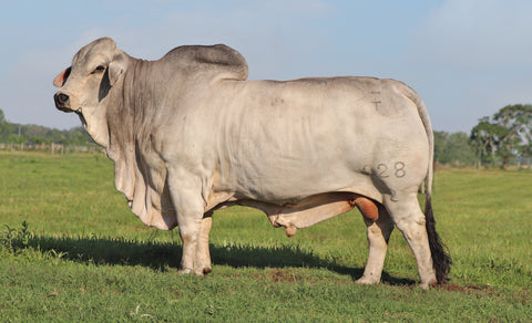 GCC Mr Bar Cross 228/2 Sexed Female Semen - USA or International