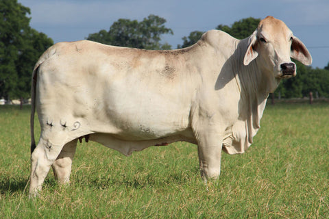 JDH Miss Pearl 449/4 x Dutton 376/8 Embryos - International Only