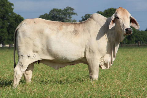 Embryos - JDH Miss Pearl 449/4 x Dutton 376/8  - International Only