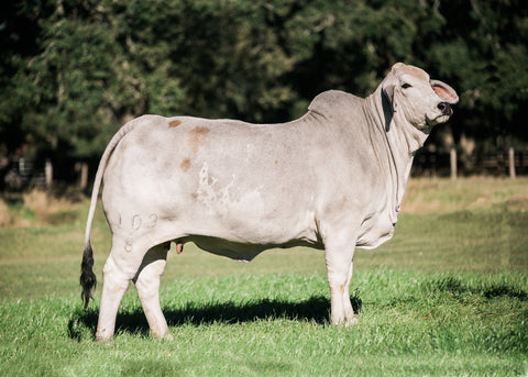 103/8 x Noble Embryos - International Only