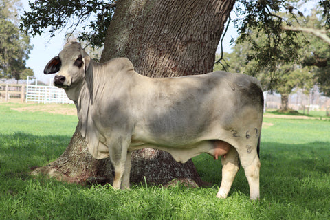 Embryos - 263/8 - International Only