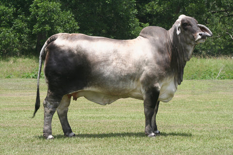 Embryos - 626/7 x Noble - 2016 National Champion Female