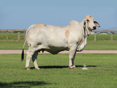 Miss V8 835/7 "Lupita" x BRC Boombox 38 Embryos