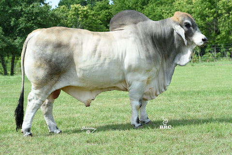 Embryos - 626/7 x Noble - 2016 National Champion Female
