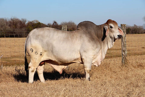 562/7 Polled Embryos - International Only