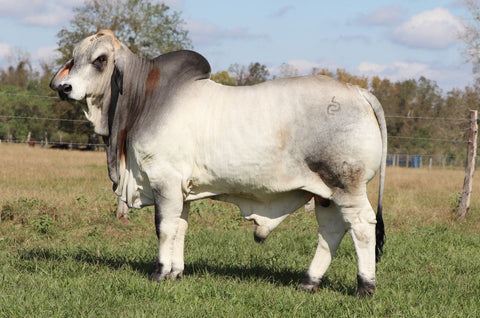 BRC Mr. Aggie 108 International Semen