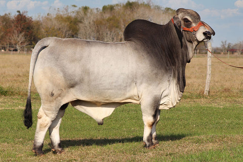 BRC Mr. Jumanji 67 Semen