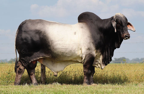 BRC Peanut 641/8 Semen