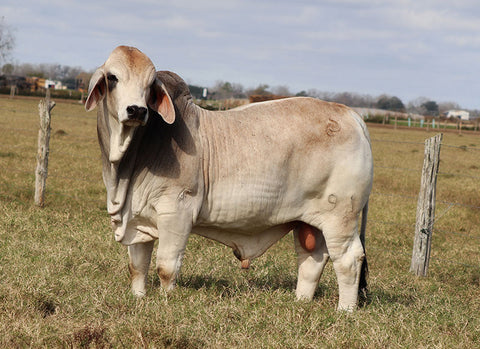 BRC Stockman 91 Semen