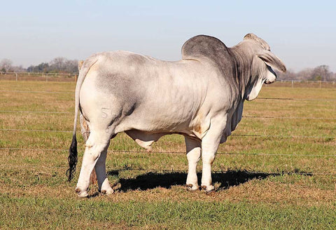 Mr. V8 542/8 Semen
